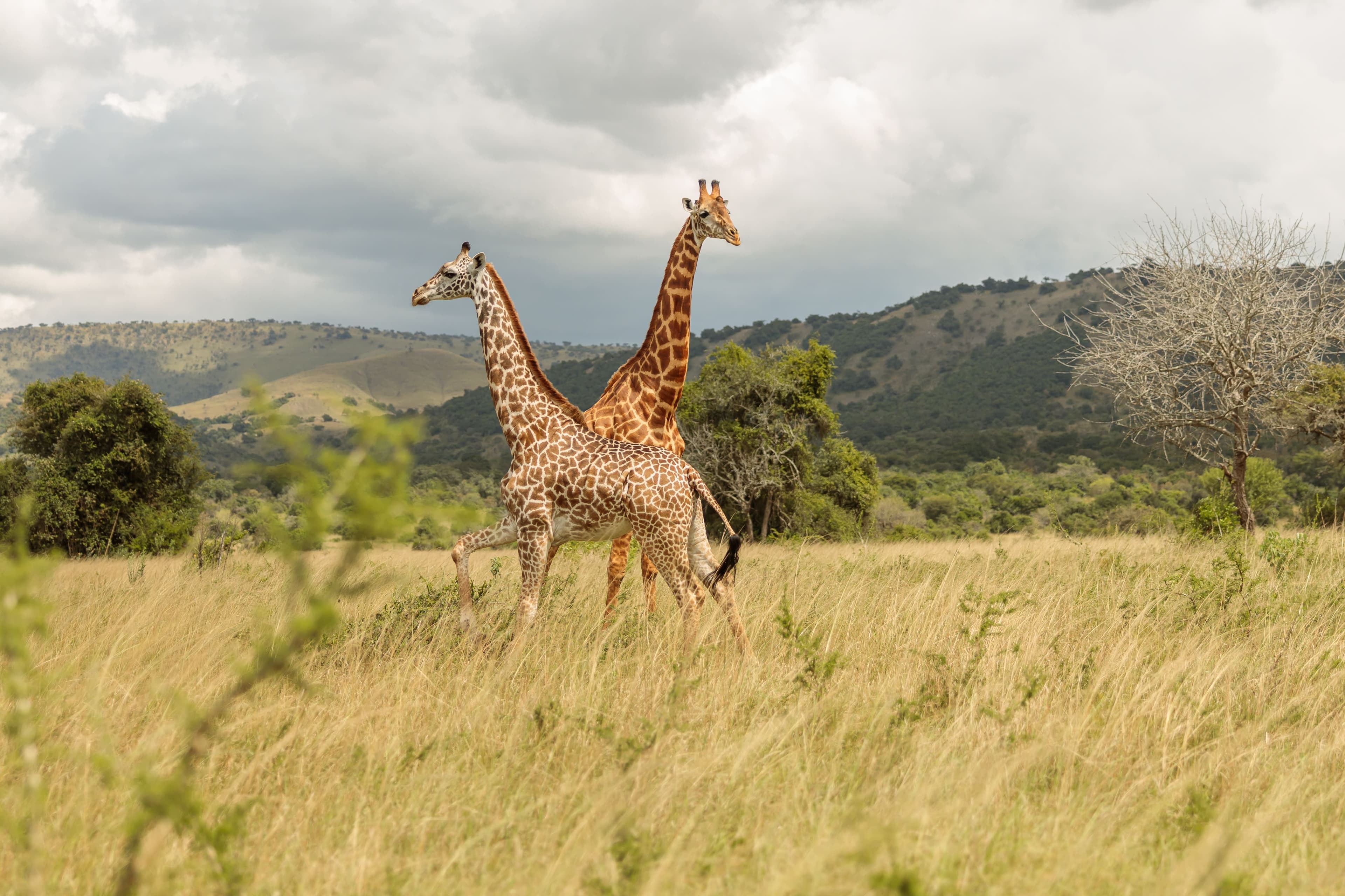 Hartebeest safari in Tanzania