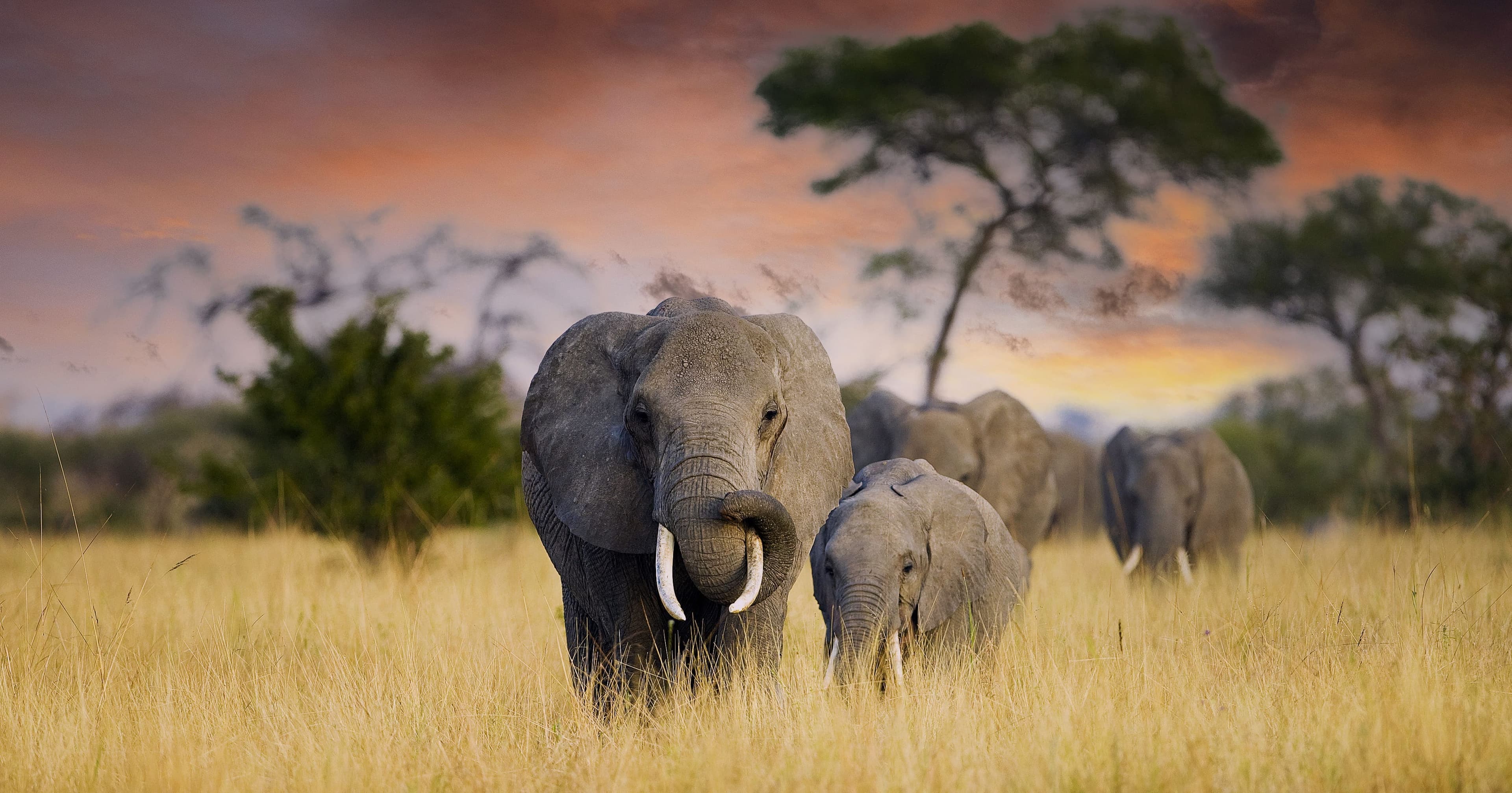Suni safari in Tanzania