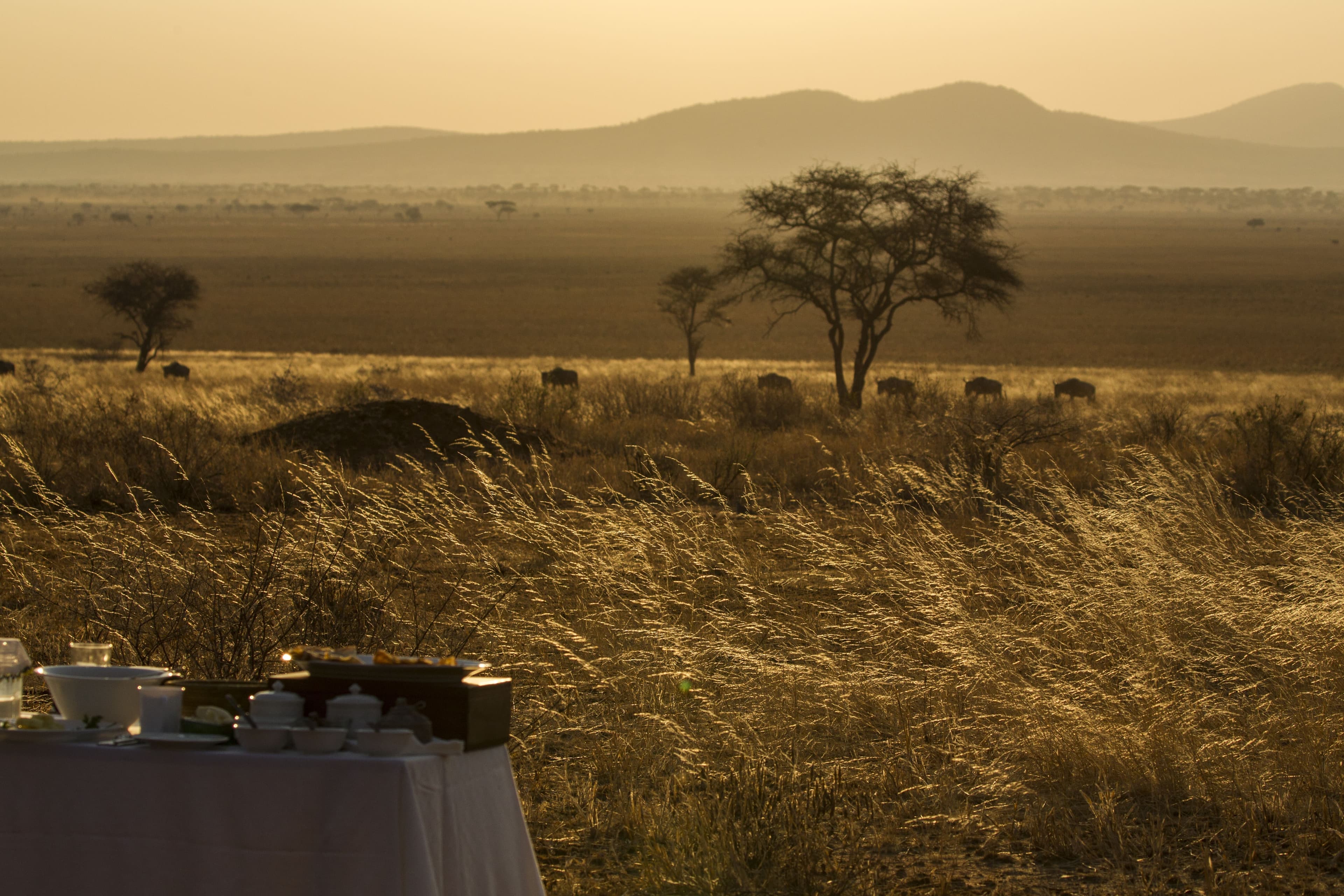 Eland safari in Tanzania